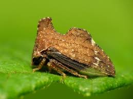 Attēlu rezultāti vaicājumam “Acalypta carinata”