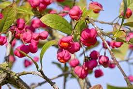 Attēlu rezultāti vaicājumam “Euonymus fruit”