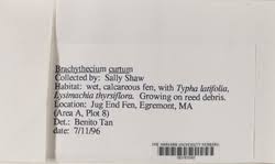 Attēlu rezultāti vaicājumam “Sciuro-hypnum curtum”