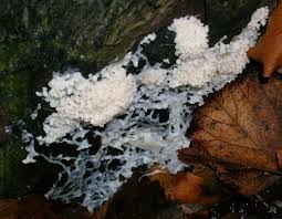 Attēlu rezultāti vaicājumam “Brefeldia maxima”