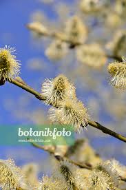 Attēlu rezultāti vaicājumam “Salix caprea male flower”