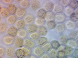 Attēlu rezultāti vaicājumam “Enteridium variabile”