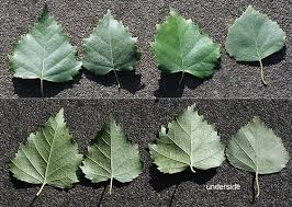 Attēlu rezultāti vaicājumam “Betula humilis leaf”