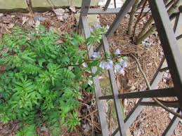 Attēlu rezultāti vaicājumam “Polemonium caeruleum fruit”
