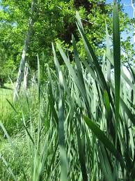 Attēlu rezultāti vaicājumam “Typha latifolia”
