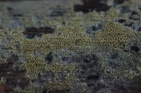 Attēlu rezultāti vaicājumam “Mycoacia fuscoatra”