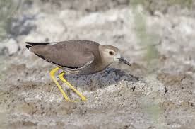 Image result for Vanellus leucurus