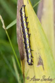 Attēlu rezultāti vaicājumam “Cucullia lucifuga larva”