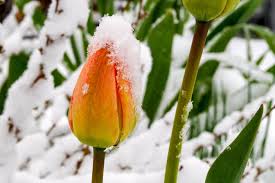Attēlu rezultāti vaicājumam “Tulipa gesneriana flower”