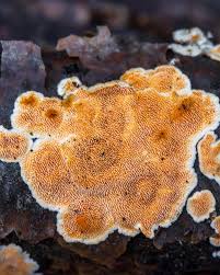 Attēlu rezultāti vaicājumam “Steccherinum ochraceum”