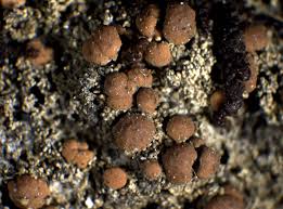 Attēlu rezultāti vaicājumam “Bacidia rubella”