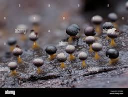 Attēlu rezultāti vaicājumam “Physarum decipiens spores”