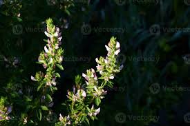 Attēlu rezultāti vaicājumam “Ononis arvensis flower”