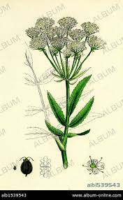 Attēlu rezultāti vaicājumam “Sium latifolium”