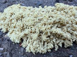 Attēlu rezultāti vaicājumam “Didymium spongiosum”