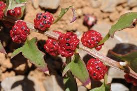 Attēlu rezultāti vaicājumam “Chenopodium foliosum fruit”