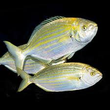 Image result for Sarpa salpa