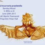 Attēlu rezultāti vaicājumam “Incurvaria praelatella”