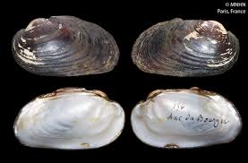 Attēlu rezultāti vaicājumam “Unio crassus”