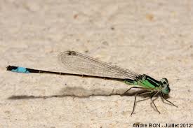 Attēlu rezultāti vaicājumam “Ischnura elegans”