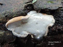 Attēlu rezultāti vaicājumam “Skeletocutis nivea”