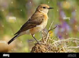 Image result for Oenanthe hispanica