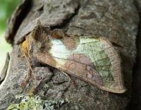 Attēlu rezultāti vaicājumam “Diachrysia tutti”