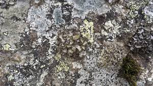 Attēlu rezultāti vaicājumam “Parmelina tiliacea”