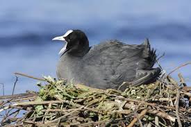 Attēlu rezultāti vaicājumam “Fulica atra nest”