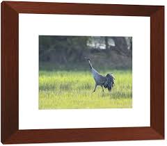 Attēlu rezultāti vaicājumam “Grus grus adult”