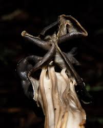 Attēlu rezultāti vaicājumam “Helvella lacunosa”