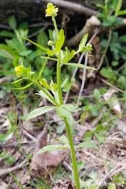 Attēlu rezultāti vaicājumam “Ranunculus elatior leaf”