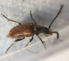 Attēlu rezultāti vaicājumam “Pseudovadonia livida”