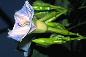 Attēlu rezultāti vaicājumam “Convolvulaceae”