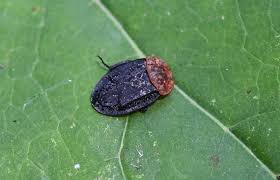 Attēlu rezultāti vaicājumam “Oiceoptoma thoracicum”