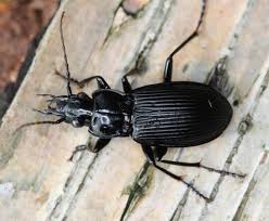 Attēlu rezultāti vaicājumam “Pterostichus niger”