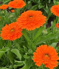 Image result for Calendula officinalis