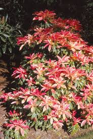 Attēlu rezultāti vaicājumam “Gaultheria cuneata”