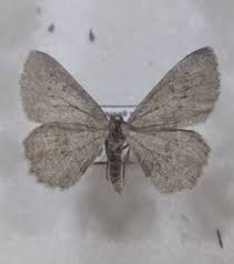 Attēlu rezultāti vaicājumam “Charissa ambiguata”