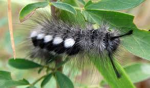 Attēlu rezultāti vaicājumam “Gynaephora selenitica”