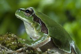 Attēlu rezultāti vaicājumam “Hyla arborea”