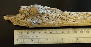 Attēlu rezultāti vaicājumam “Lycogala botrydium”