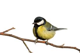 Attēlu rezultāti vaicājumam “Parus major male”