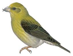 Image result for Loxia curvirostra