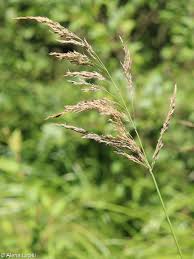 Attēlu rezultāti vaicājumam “Calamagrostis purpurea flower”