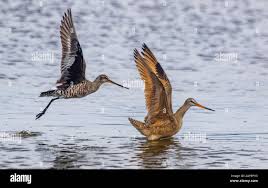 Image result for Limosa haemastica