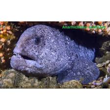 Image result for Anarhichas denticulatus