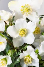 Attēlu rezultāti vaicājumam “Helleborus niger flower”