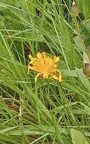 Attēlu rezultāti vaicājumam “Crepis paludosa leaf”