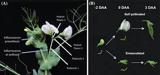 Attēlu rezultāti vaicājumam “Pisum sativum flower”